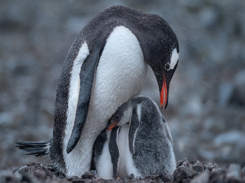 试管前空腹血糖微试管刺激同房试管移植阴缩